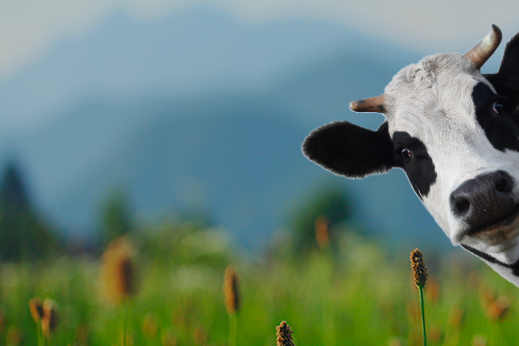 vitalait-home-cow